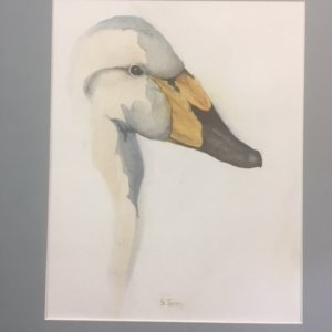 A water color painting of a swan head